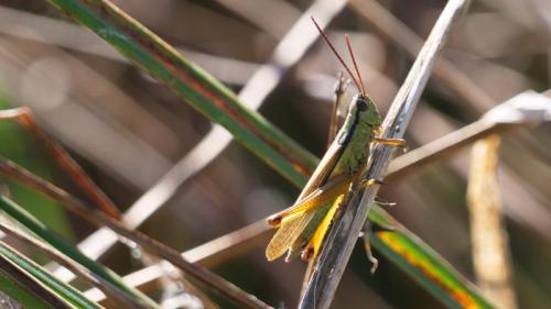 Réf. 312 158 : Mecostethus parapleurus parapleurus